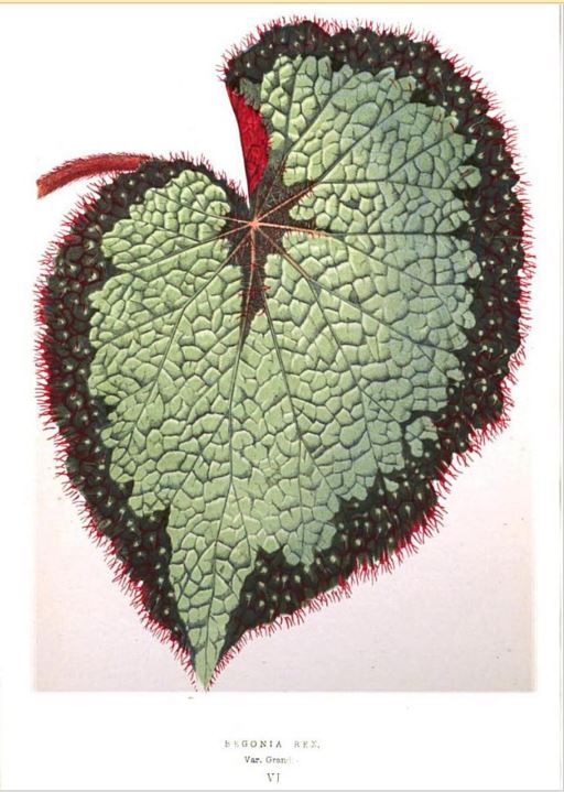 B. ‘Grandis’